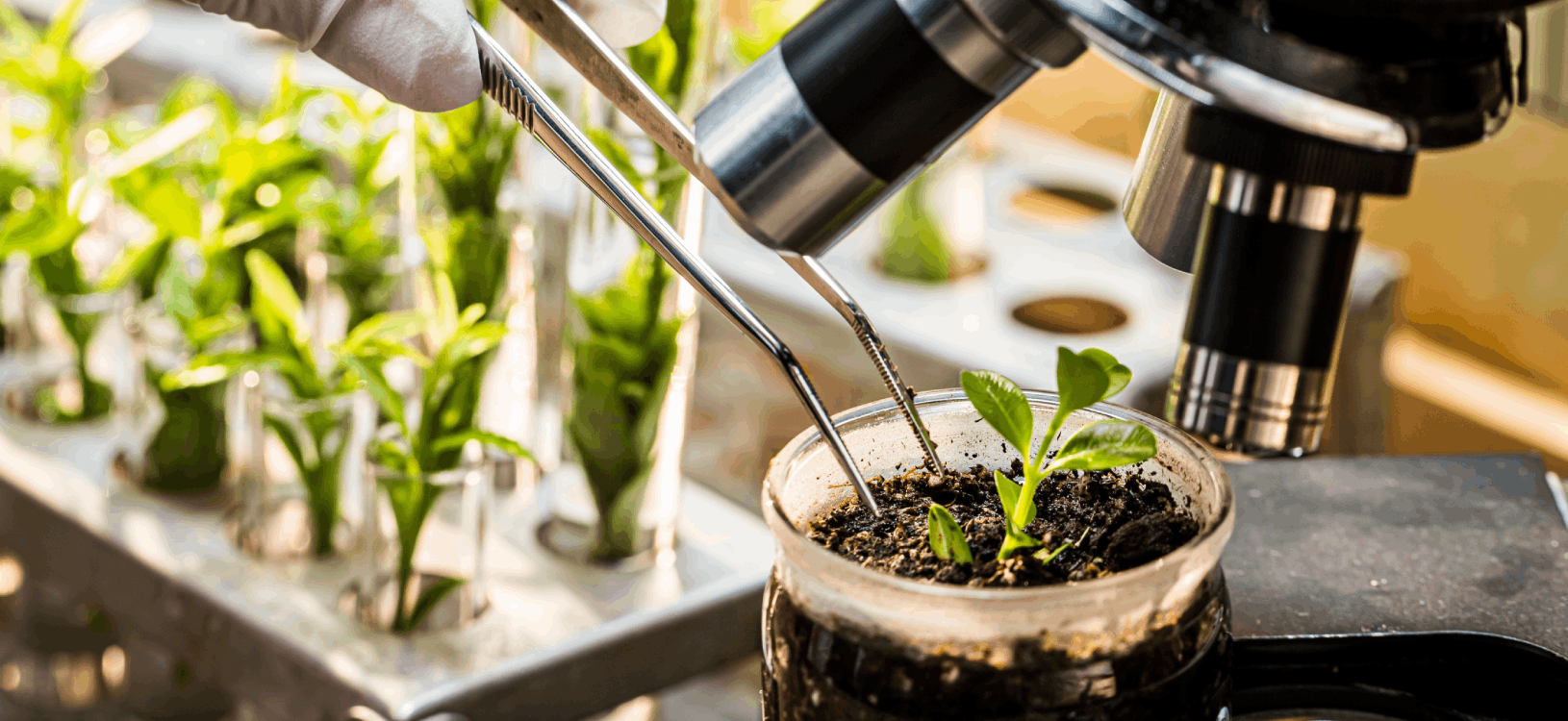 <strong>Nano Fertilizantes e Microrganismos Benéficos</strong>